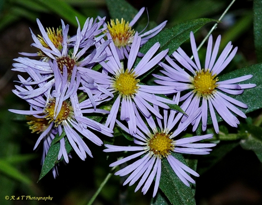 {Symphyotrichum puniceum}